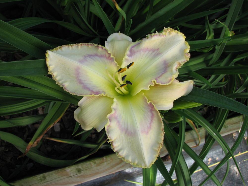 Photo of Daylily (Hemerocallis 'Once in a Blue Moon') uploaded by tink3472