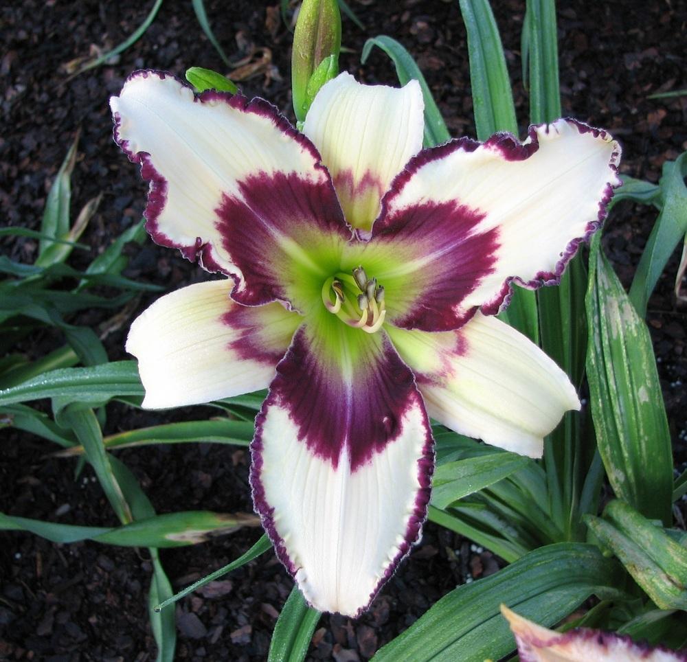 Photo of Daylily (Hemerocallis 'Inscribed on My Heart') uploaded by tink3472