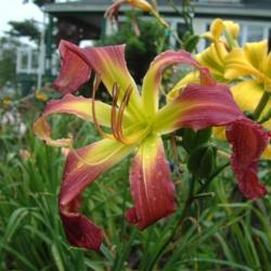 
Date: 2004-08-25
Photo Courtesy of Nova Scotia Daylilies Used with Permission