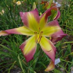 
Date: 2010-07-30
Photo Courtesy of Nova Scotia Daylilies Used with Permission
