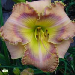 
Date: 2007-05-27
Photo Courtesy of Wonderland of Daylilies Used with Permission