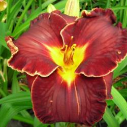 
Date: 2007-05-10
Photo Courtesy of Wonderland of Daylilies Used with Permission