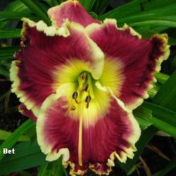 
Date: 2008-06-22
Photo Courtesy of Wonderland of Daylilies Used with Permission