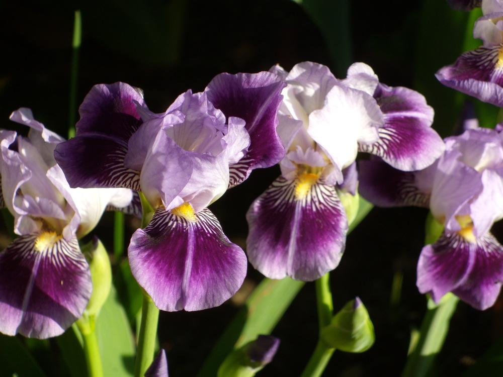Photo of Miniature Tall Bearded Iris (Iris 'Dividing Line') uploaded by Betja
