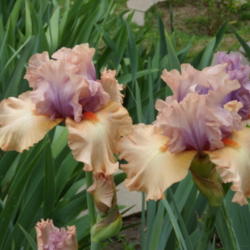 Location: My garden in Bakersfield, CA
Date: April 24, 2012