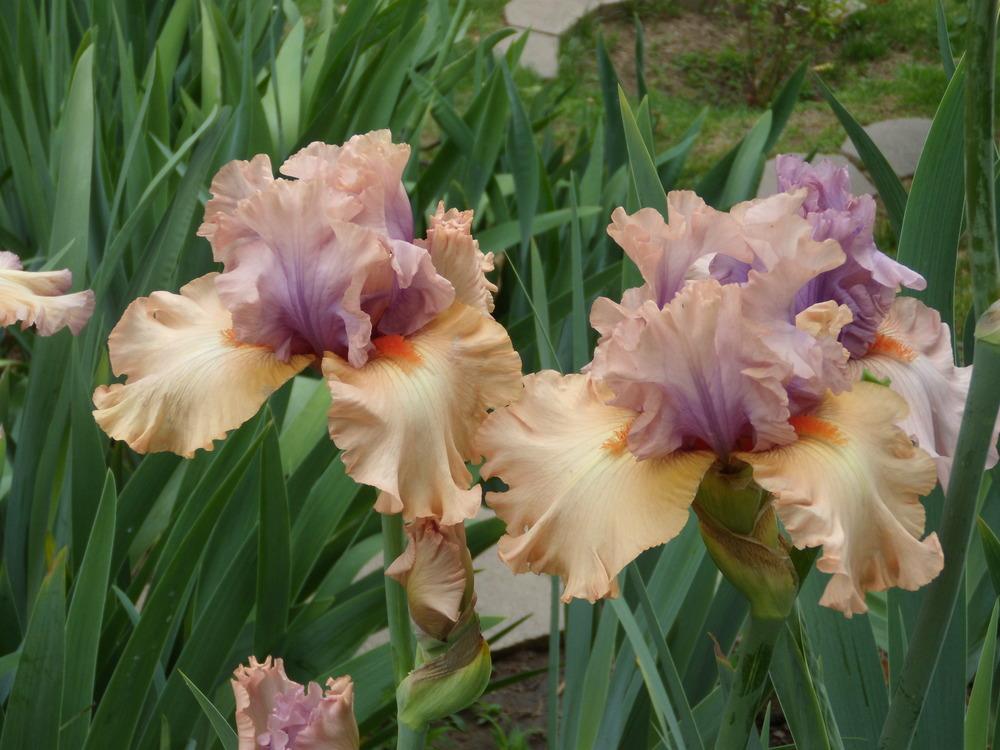 Photo of Tall Bearded Iris (Iris 'Tempesto') uploaded by Betja