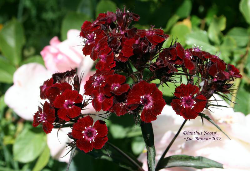Photo of Sweet William (Dianthus 'Sooty') uploaded by Calif_Sue