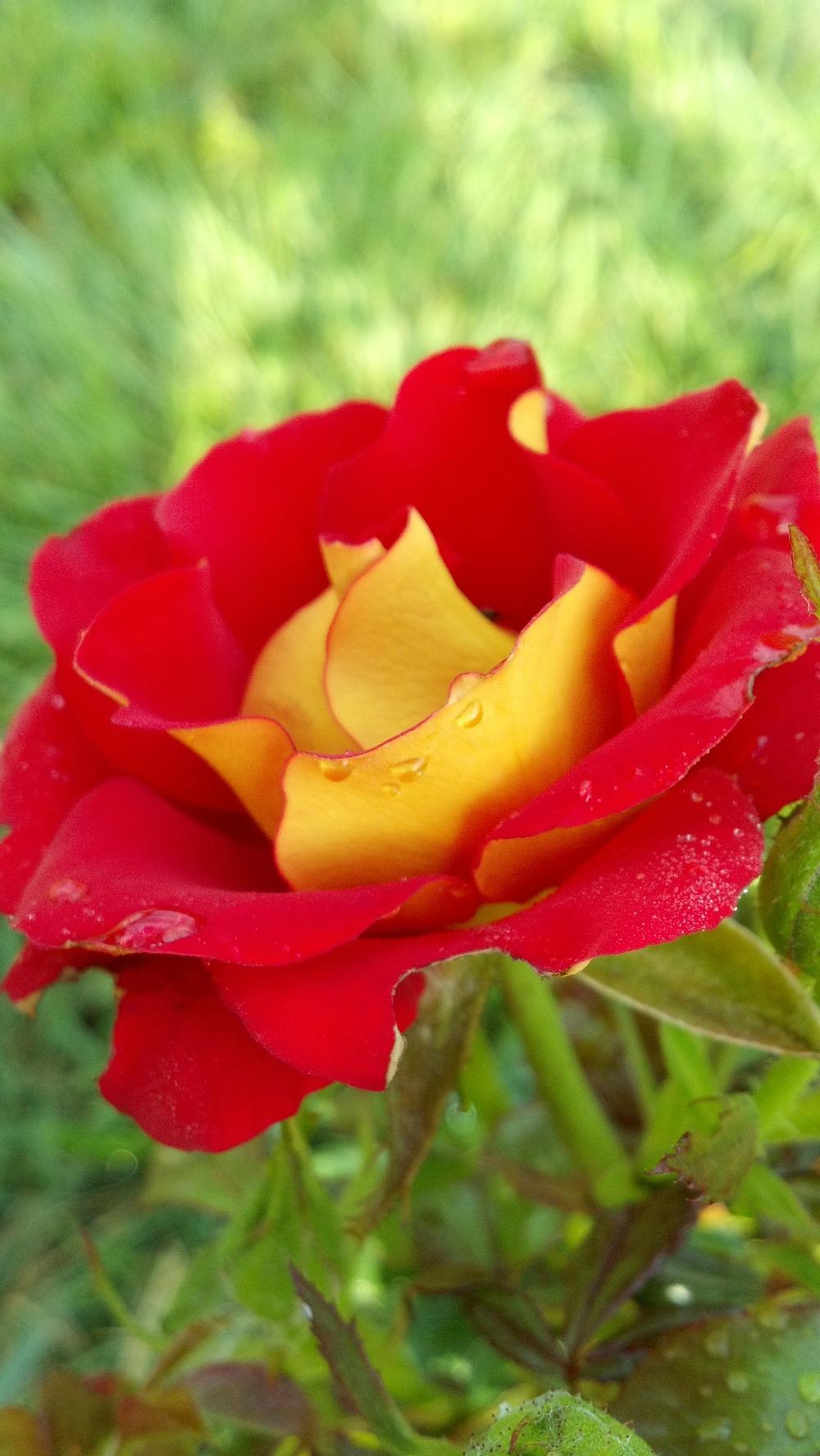 Photo of Floribunda Rose (Rosa 'Ketchup & Mustard') uploaded by CindiKS