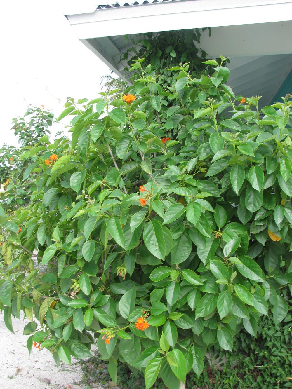 Photo of Orange Geiger Tree (Cordia sebestena) uploaded by Dutchlady1