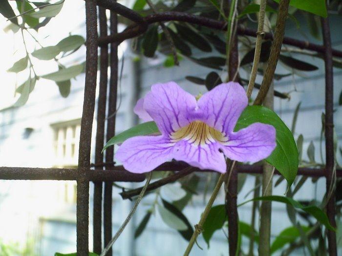 Photo of Lavender Trumpet Vine (Bignonia callistegioides) uploaded by JaxFlaGardener