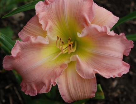 Photo of Daylily (Hemerocallis 'Scintillation in Pink') uploaded by Dayjillymo