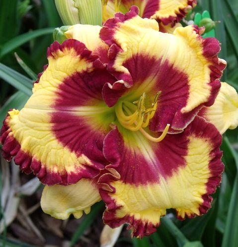 Photo of Daylily (Hemerocallis 'Can't Touch This') uploaded by Ladylovingdove