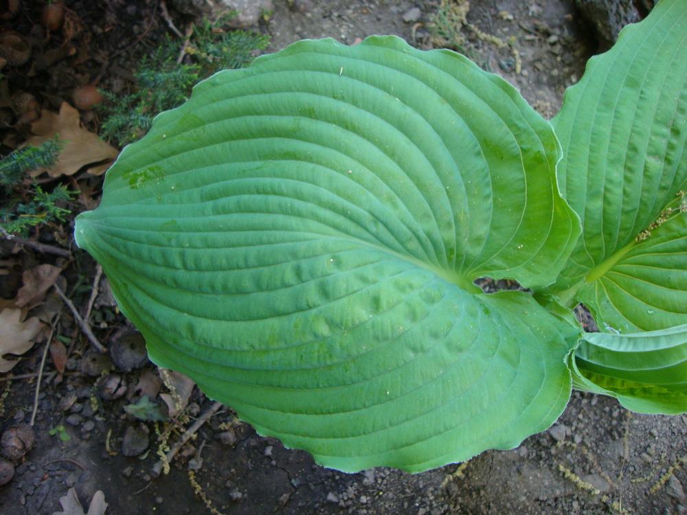 Photo of Hosta 'Queen of the Seas' uploaded by Paul2032