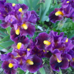 Location: Pleasant Grove, Utah
Date: 2012-05-01
In my garden