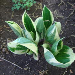 Location: Pleasant Grove, Utah
Date: 2012-05-02
Spring growth...in my garden