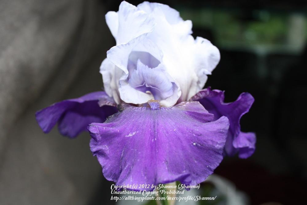 Photo of Tall Bearded Iris (Iris 'Best Bet') uploaded by Shannon