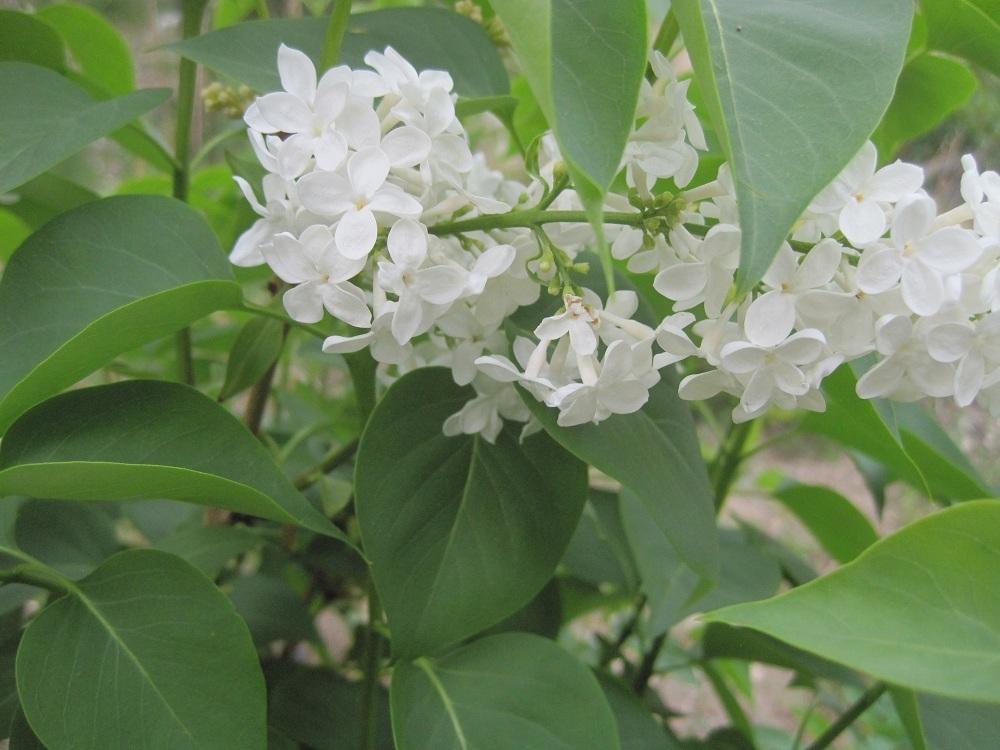 Photo of Common Lilac (Syringa vulgaris 'Primrose') uploaded by Skiekitty