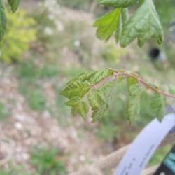 Location: Denver Metro, CO
Date: 2012-05-02
New leaves.  This is 1st year tree for me (planted autumn 2011). 