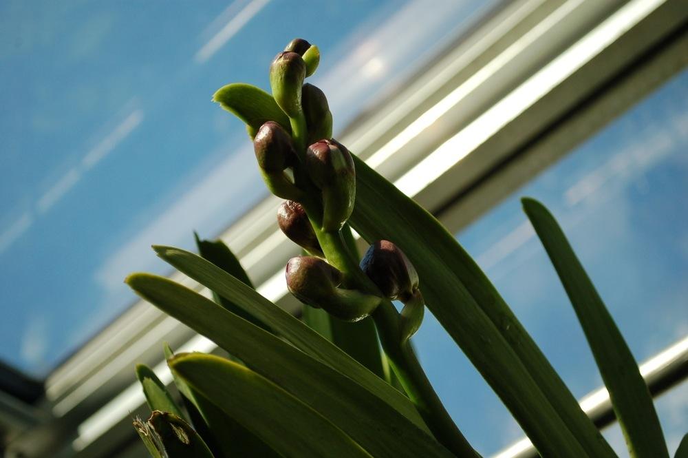 Photo of Orchid (Vanda Robert's Delight) uploaded by Ursula
