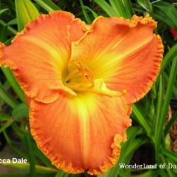 
Date: 2007-05-29
Photo Courtesy of Wonderland of Daylilies Used with Permission