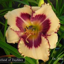
Date: 2007-05-06
Photo Courtesy of Wonderland of Daylilies Used with Permission
