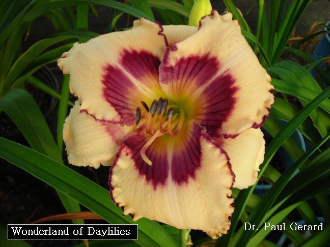 Photo of Daylily (Hemerocallis 'Dr Paul Gerard') uploaded by vic