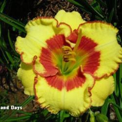 
Date: 2008-08-07
Photo Courtesy of Wonderland of Daylilies Used with Permission