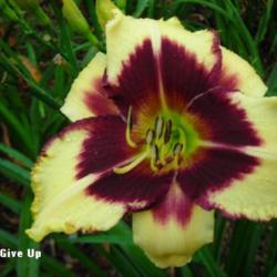 
Date: 2008-07-23
Photo Courtesy of Wonderland of Daylilies Used with Permission