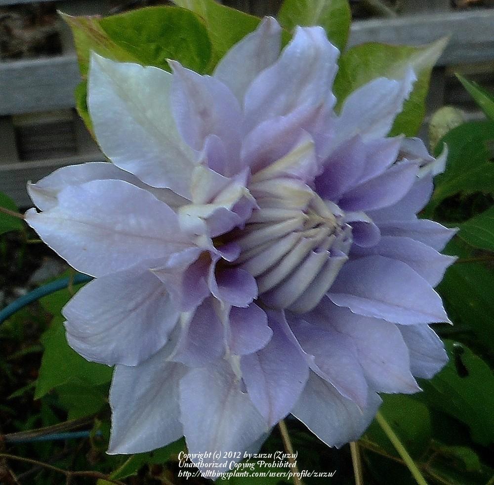 Photo of Clematis 'Belle of Woking' uploaded by zuzu
