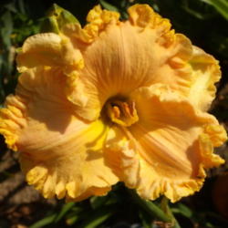 Location: My garden in Bakersfield, CA
Date: April 3, 2012