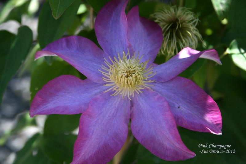 Photo of Clematis 'Pink Champagne' uploaded by Calif_Sue