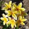 This plant has a profusion of star-shaped yellow blooms.
