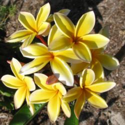 Location: Southwest Florida
Date: April 2012
This plant has a profusion of star-shaped yellow blooms.