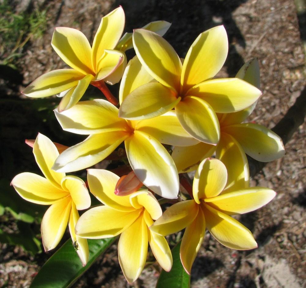Photo of Plumeria (Plumeria rubra 'Oahu Star') uploaded by Dutchlady1