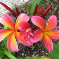 Location: Southwest Florida
Date: April 2012
large very brightly colored blooms