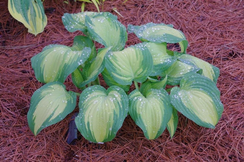 Photo of Hosta 'Lakeside Love Affaire' uploaded by Rose1656