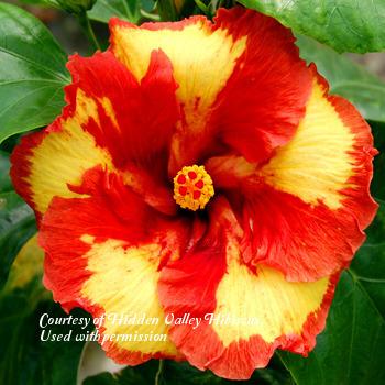 Photo of Tropical Hibiscus (Hibiscus rosa-sinensis 'Shockwave') uploaded by SongofJoy