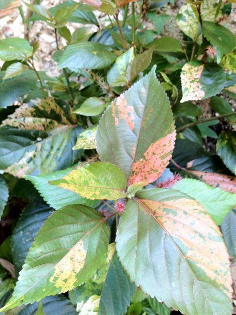 Photo of Copper Leaf (Acalypha wilkesiana) uploaded by extranjera