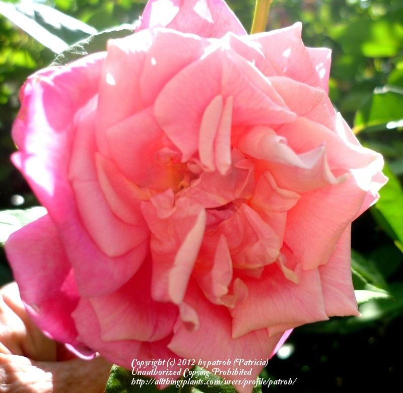 Photo of Rose (Rosa 'Georgetown Tea') uploaded by patrob