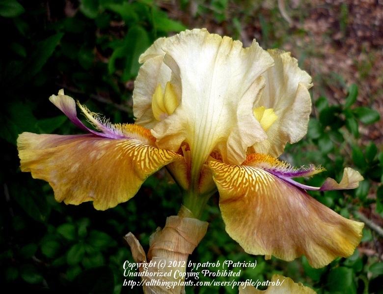 Photo of Tall Bearded Iris (Iris 'Praetorian Guard') uploaded by patrob