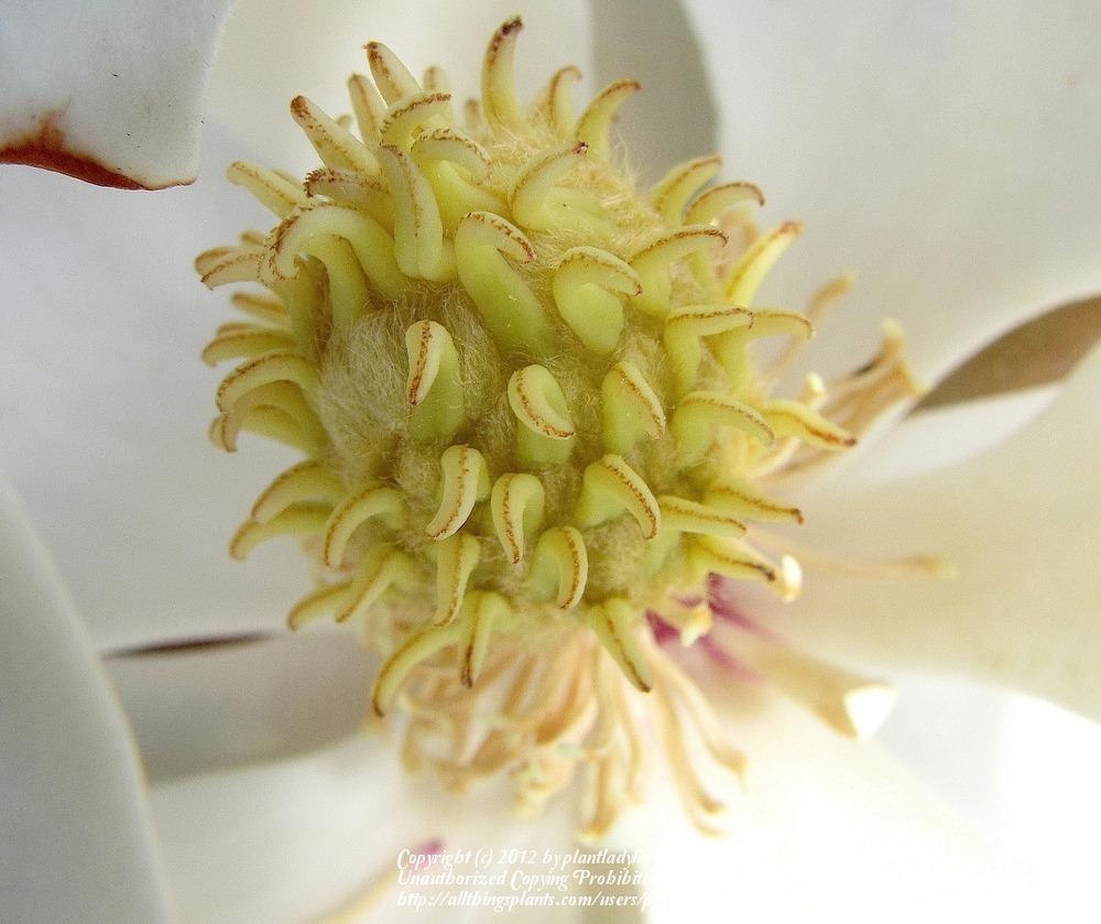 Photo of Southern Magnolia (Magnolia grandiflora 'Little Gem') uploaded by plantladylin