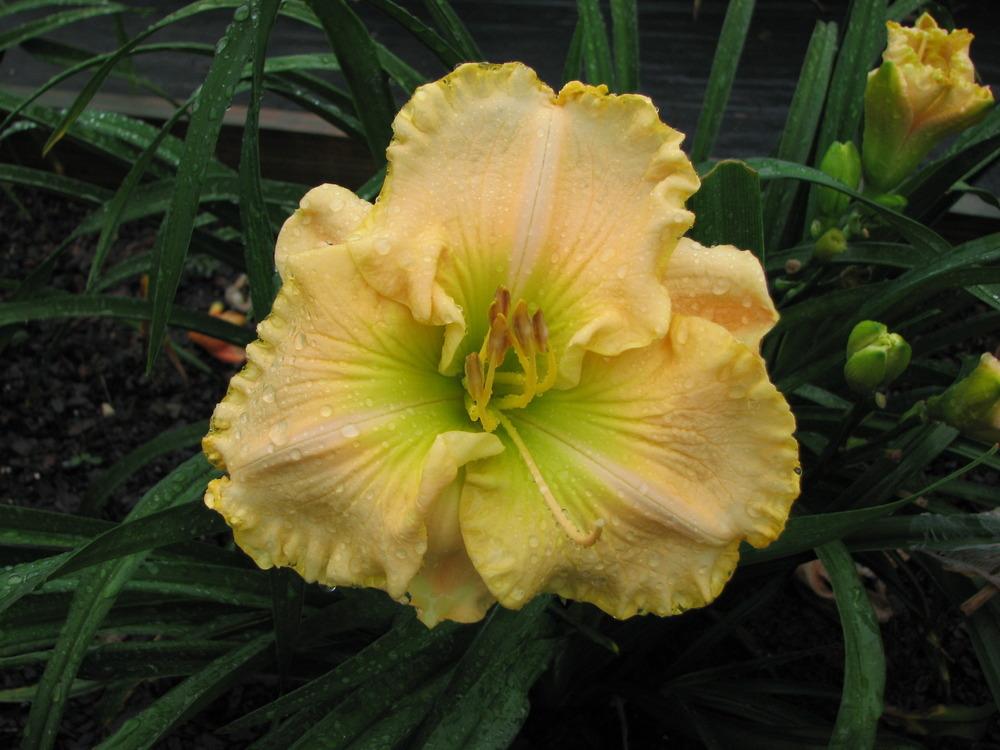 Photo of Daylily (Hemerocallis 'The Anointed One') uploaded by tink3472
