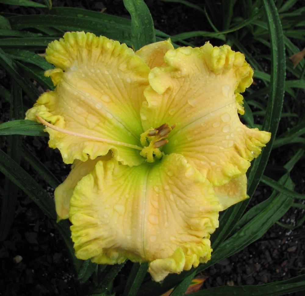 Photo of Daylily (Hemerocallis 'Moment in the Sun') uploaded by tink3472