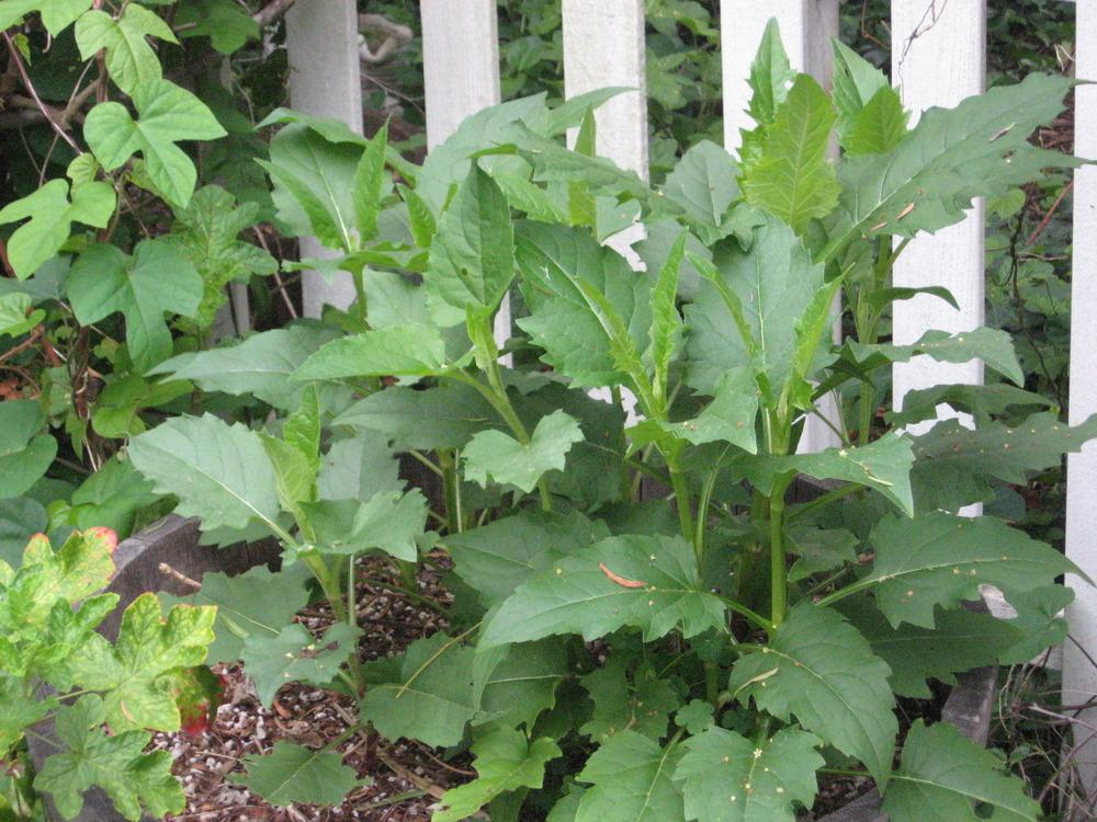 Photo of Cup Plant (Silphium perfoliatum) uploaded by wcgypsy