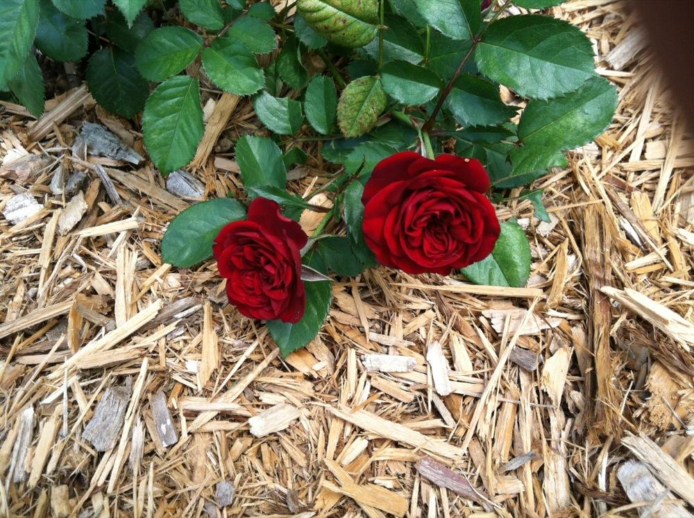 Photo of Rose (Rosa 'Lavaglut') uploaded by MaryinLa