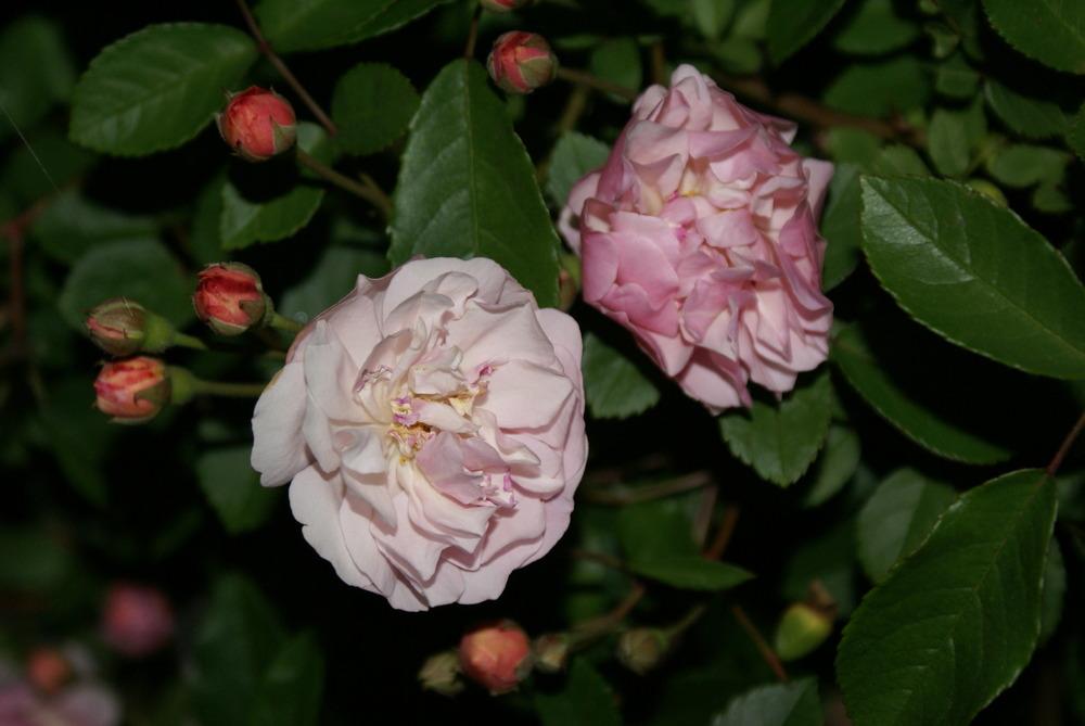 Photo of Hybrid Musk Rose (Rosa 'Cornelia') uploaded by MaryinLa