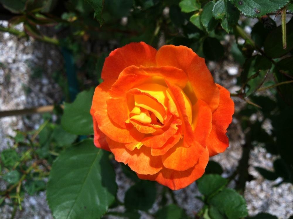Photo of Rose (Rosa 'Pinata') uploaded by MaryinLa