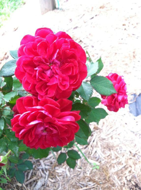 Photo of Rose (Rosa 'Quadra') uploaded by MaryinLa