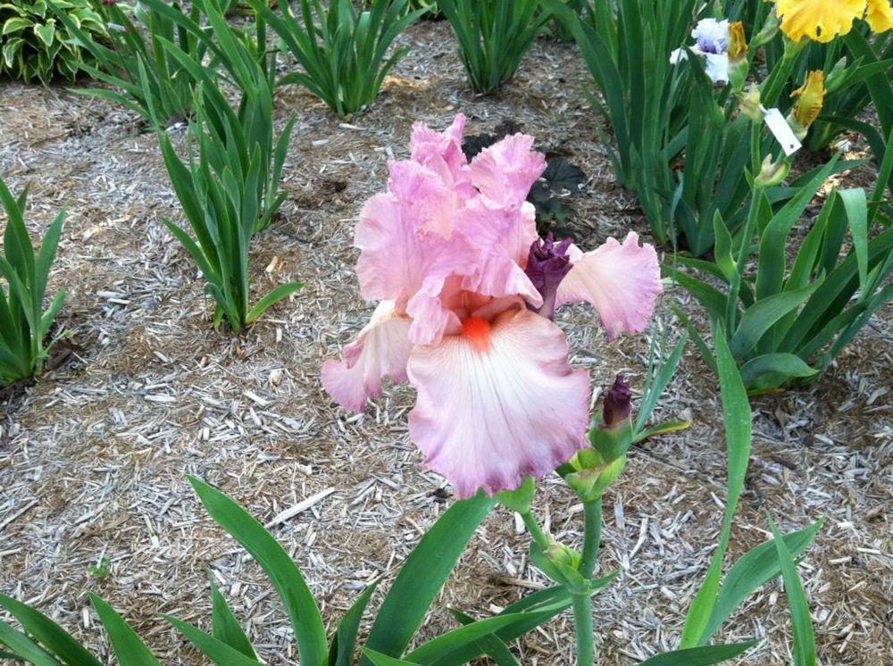 Photo of Tall Bearded Iris (Iris 'Beautiful Vision') uploaded by MaryinLa