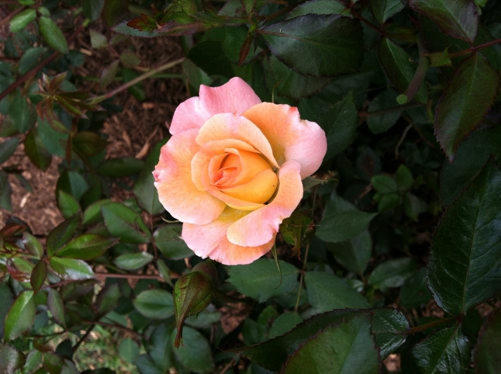 Photo of Rose (Rosa 'Little Darling') uploaded by MaryinLa